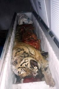 Strange:Man Frozen Tigers In Freezer