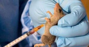 Lassa Fever Outbreak: Ondo state records 24 cases.dailyfamily.ng