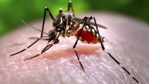 Real Reasons Mosquitoes Bite You More Than Others